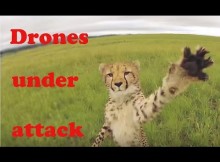 Drones animal attack!